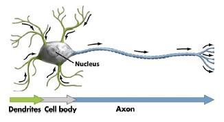 Basic Concept From Neurons to learning o 10 11 neurons and, 10