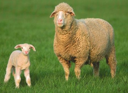 One kind of sheep is the Merino sheep. This sheep comes from Spain.