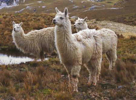 Alpacas Alpacas have soft wool, too. Alpacas are animals that live mostly in the country of Peru. There are two kinds of alpacas.