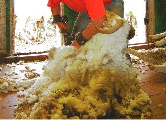 get ready to cut the sheep s fleece.