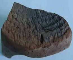 47 a b c d Fig. 5. Impresiunea unei împletituri pe un fragment ceramic descoperit la Costeşti, Republica Moldova (faza Cucuteni B 3 ). a. Fragmentul ceramic; b.