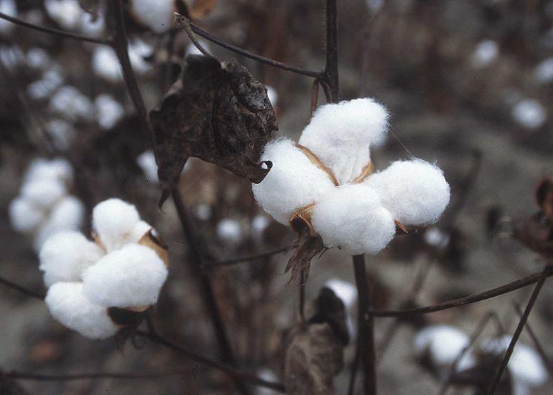 Cotton: Cellulose (Plant) cotton bush Versatile, dyes and prints well, absorbent Wrinkles, fades and shrinks unless preshrunk Mildews if kept moist, rots in sunlight,