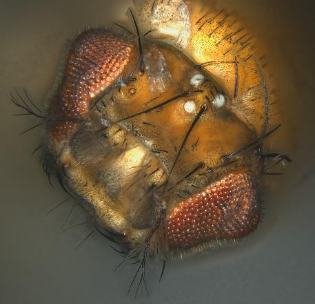 disk Zeta image of fruit fly head