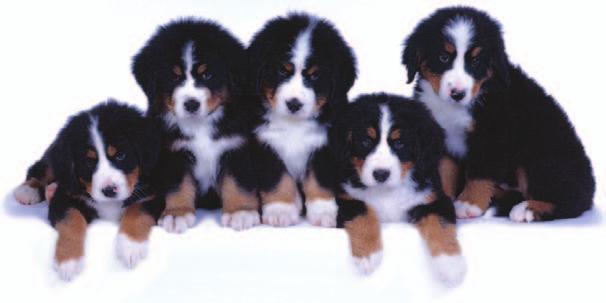 7. Multiple Choice What is the probability that Scout will have at least one female puppy? 5 7 3 F. G. H. J. 6 8 4 2 8. Ms.