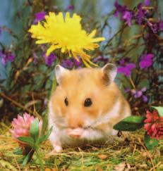 2. The largest hamster litter on record consisted of 26 babies. Suppose a hamster has 26 babies. ssume that the birth of a female and the birth of a male are equally likely.