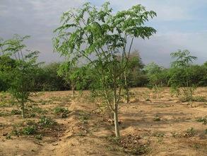 The Research Conferences Forest will have 9609 Moringa trees. Within their life span, these trees will be able to offset 1750 tons of CO 2.