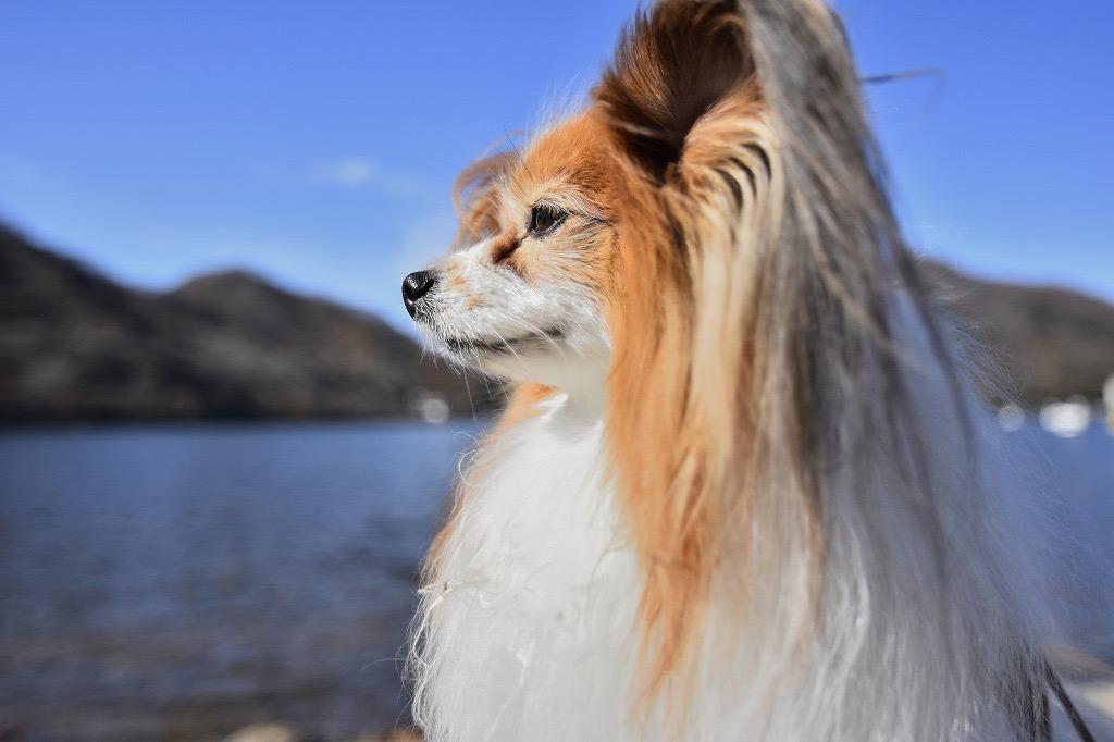 We asked a permission to take some photos of this dog. This doggy is said to be a model for the tourists visiting Haruna lake in Gunma prefecture.