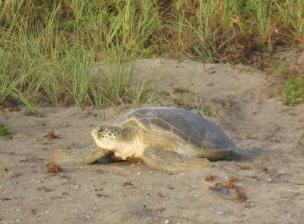 Sea Turtles 5 species nest on Florida s beaches All are listed Threats: coastal