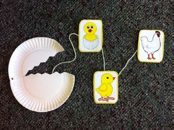 Chicken Life Cycle Content Area Life Processes Objective Students will: Correctly sequence the steps in a chicken s life cycle Materials White paper plates Yarn Tape Scissors Brads (metal fasteners)