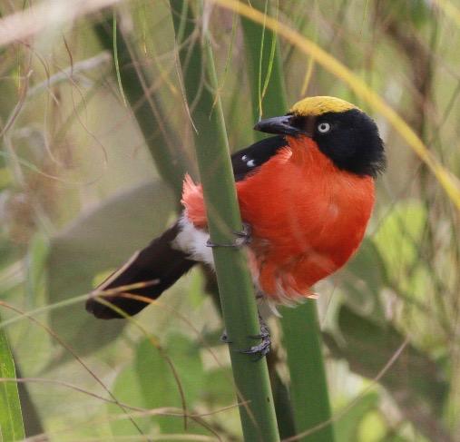 Introduction Uganda, a tiny country straddling the equator, is one of the birding gems of the continent.