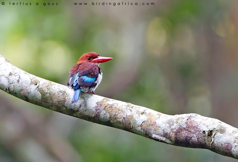 At Busingiro and along the famous Royal Mile we ll search for specialties such as Ituri Batis, Jameson s Wattle-eye, Chocolate-backed Kingfisher, African Dwarf Kingfisher, White-thighed Hornbill,