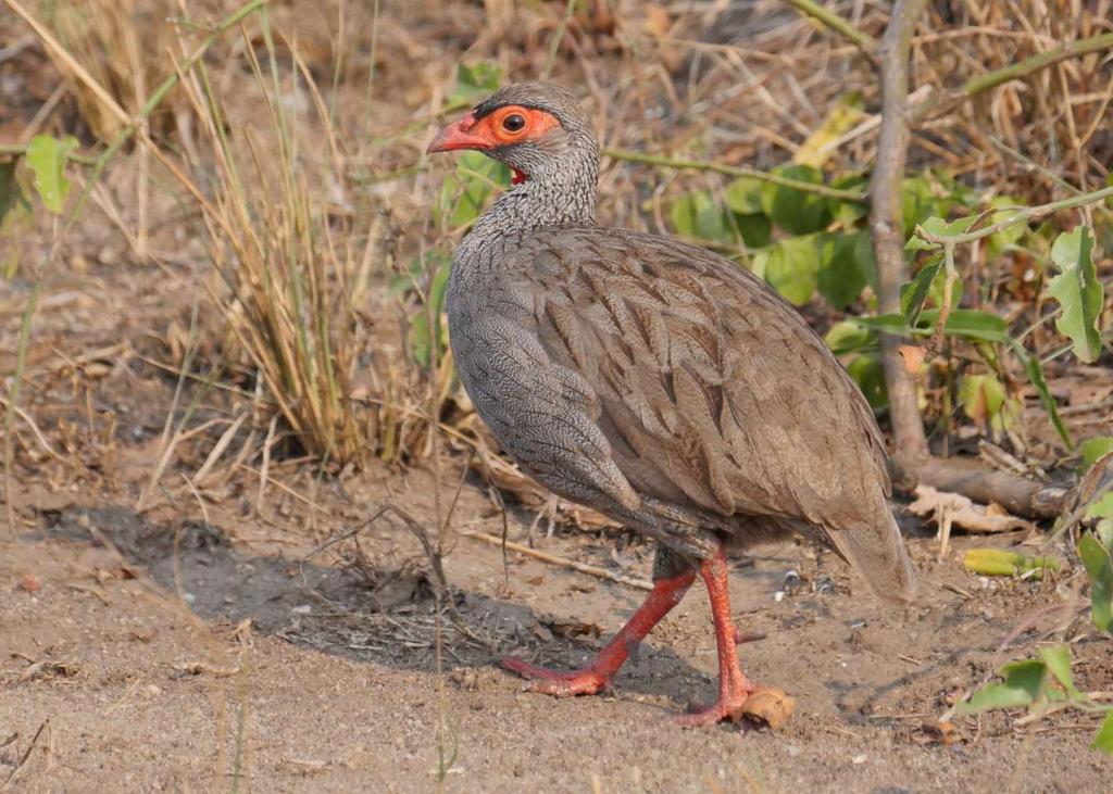 Red-necked Spurfowl Pternistis afer Common and easy to see in Queen Elizabeth NP. Red-necked Spurfowl is both common and easy to see in Queen Elizabeth NP.