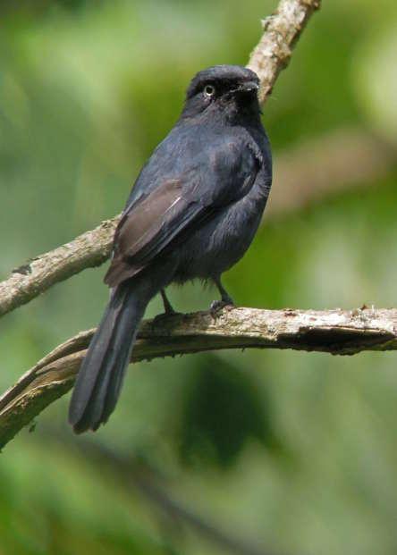 Chestnut-winged Starling Onychognathus [fulgidus] hartlaubii 1 distant bird in Kibale Forest. Waller s Starling Onychognathus walleri (H) Heard only in Bwindi Impenetrable Forest.