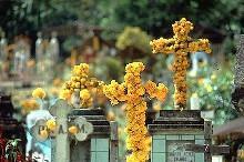 Traditions: Flowers During los Dias de los Muertos the yellow marigold symbolizes the short duration of life.