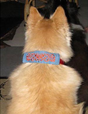 Create a collar wrap for each changing season to ensure that your pet is always pawsitively stylish! Click here for a printable version of these project instructions.