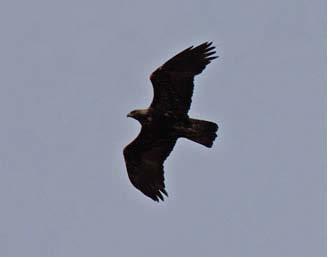 Golden Eagle - Loch Na Keal on 24 th & 25 th, 2 over the Gruline cliffs on 27