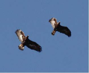 - Salen on 23 rd Kestrel - 24 th mobbing Golden Eagle Pheasant Corncrake - 2
