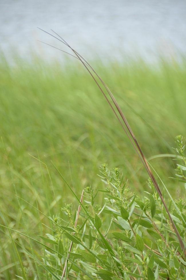 In this example, the background is distracting the viewer's focus from the thin stalks of grass. D5100, AF- S DX NIKKOR 18-200mm f/3.5-5.6g ED VR II, 1/640 sec., f/5.
