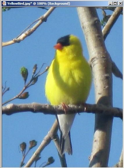 After cropping the image is shown at 100% size and the yellow bird is framed as the dominate object in the photograph.