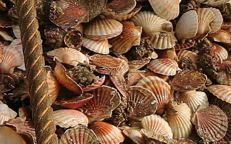 Application: 1970s sallop harvesting in St. Brieuc Bay Background: Over-farming of scallops in Brest. Declining stocks in St. Brieuc Bay. No academic research on early stages of scallop development.