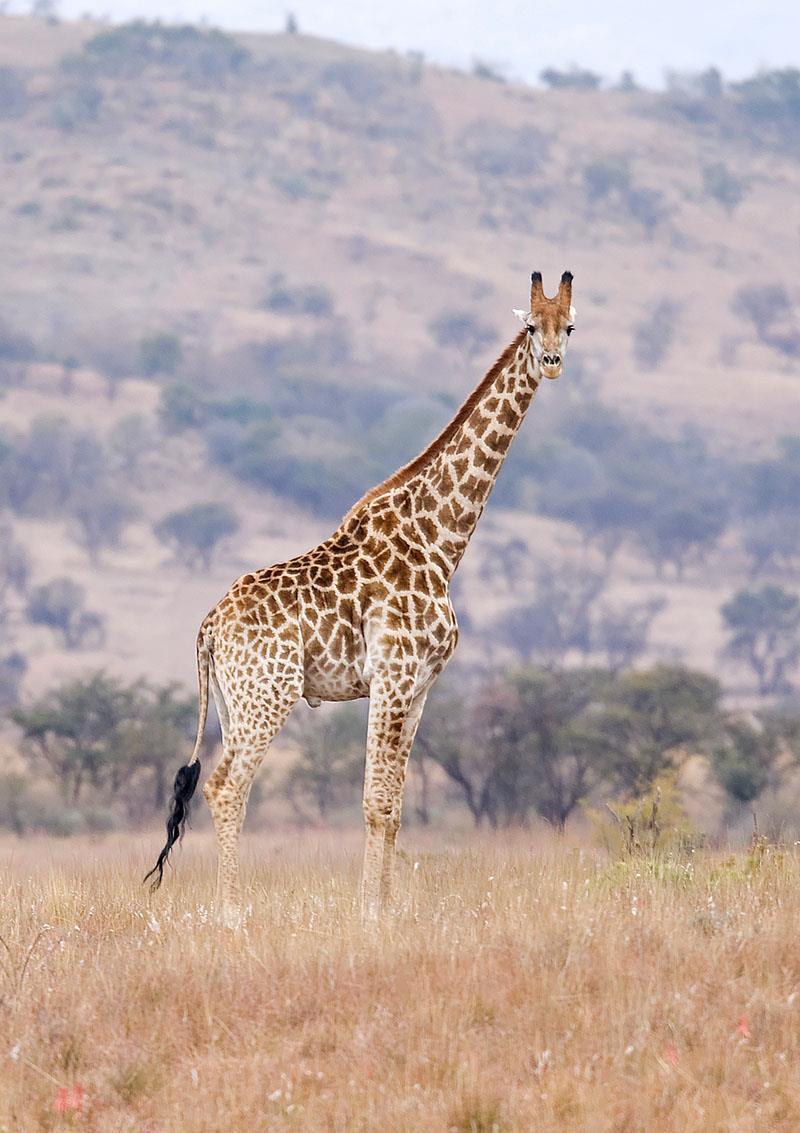 11 In this photograph, depth has been used well to portray the size of the giraffe.
