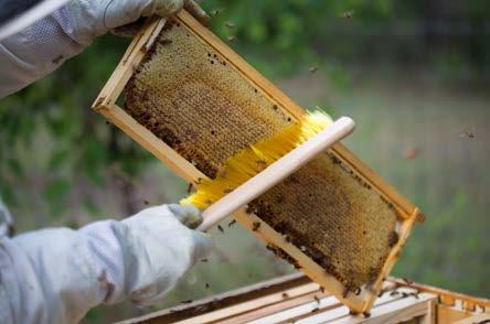 Honeybees use these combs to raise their young in where they fill it with honey and pollen to feed the young. Then these combs are capped for storage.