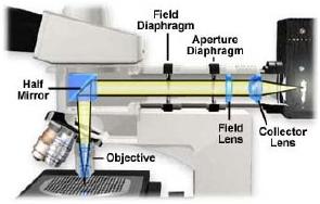 Basic Operation In a reflective microscope, a bundle of rays of light (seen horizontal in Fig. 1) is emitted from the light source or illuminator.