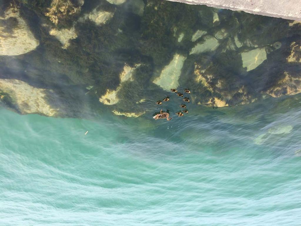 Ducks taking a swim in the amazingly clear water.