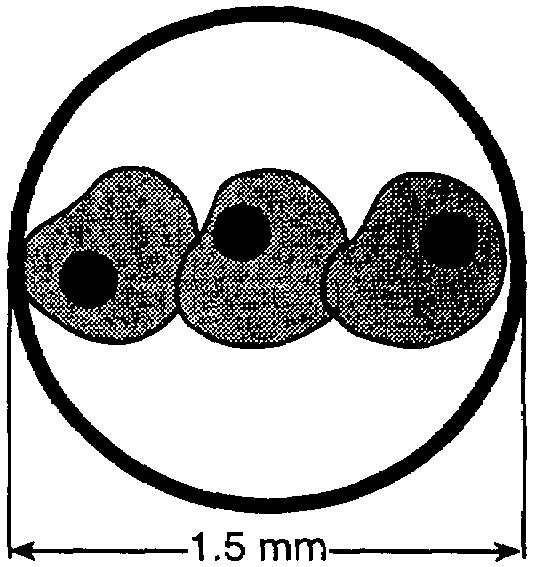 16. The diagram below shows three cells in the field of view of a microscope. The diameter of the field of view is 1.5 millimeters. 21. The white blood cell represented below measures 0.