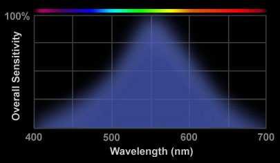 Spectral Sensitivity Cones more sensitiv in light Rods more sensitiv in dark Rods have