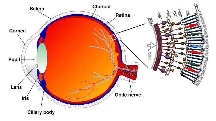 Early visual processing: retina & LGN Retina rods and