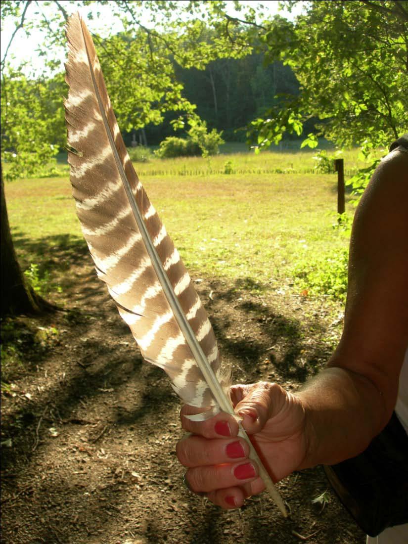 Turkey feather found on trail leading to the