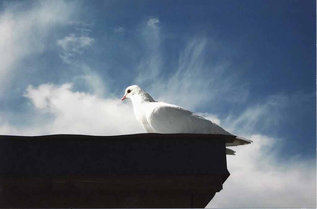 A white dove appeared for five days at Giovanna s house while she