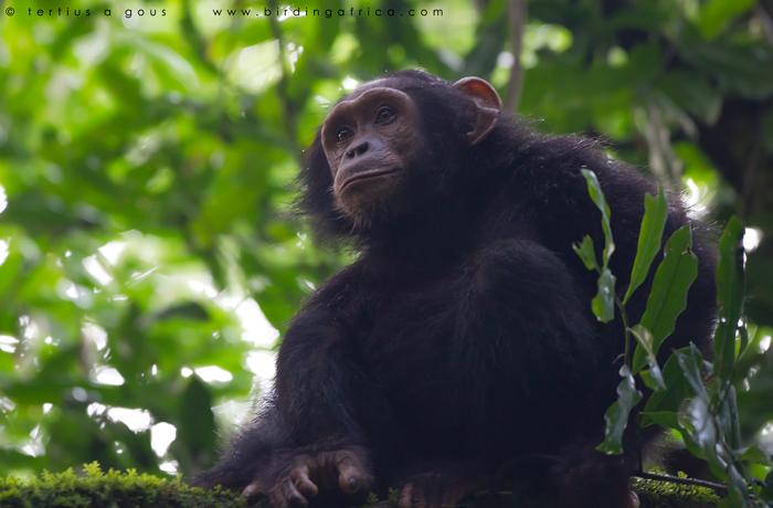 Mammal highlights were Chimpanzee, Central African Red Colobus and Grey-cheeked Mangabey at Kibale, African Elephant in Queen Elizabeth, l Hoest s Monkey and Eastern Gorilla at Bwindi, and Angola