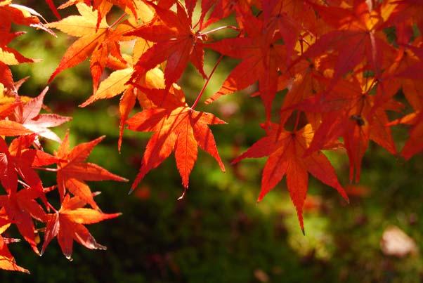 z Autumn Colors Captures the brilliant reds and yellows in autumn leaves.