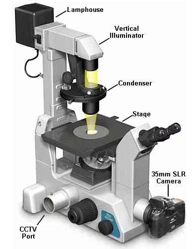 Inverted Microscope Upright Microscope u v a