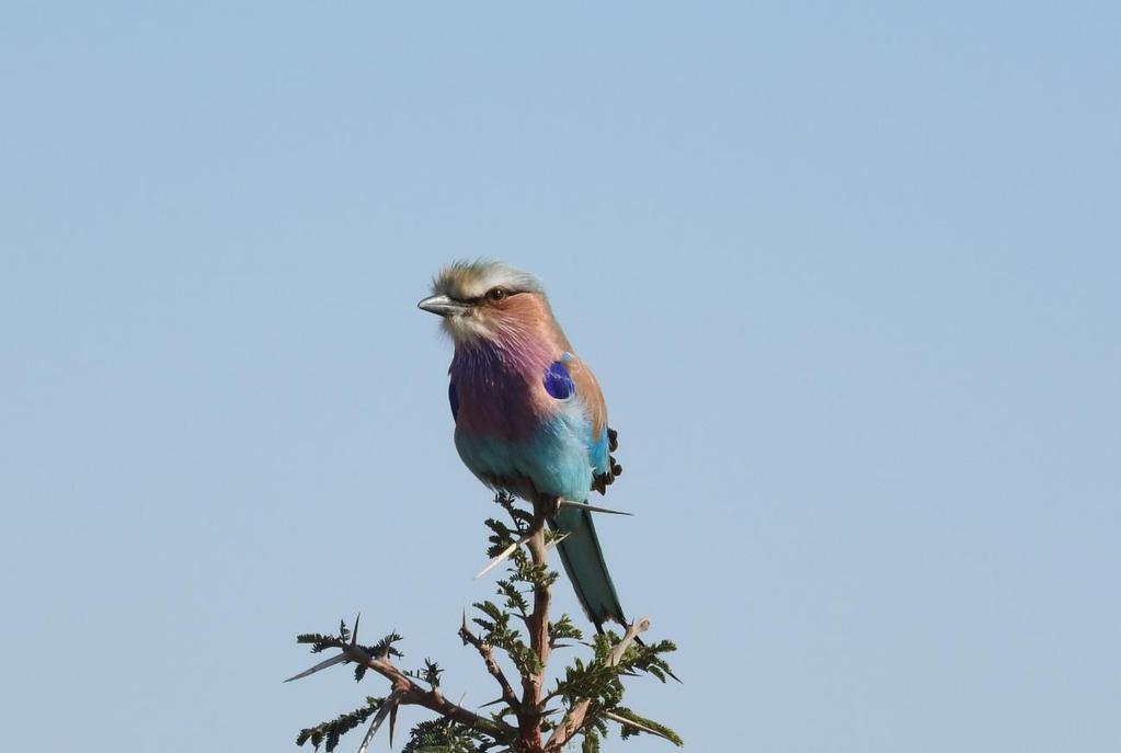 Figure 10.Lilac-breasted Roller (Corcias caudata) at Lake Mburo national park. Checklist: Clearly identified birds. 1. Great White Pelican Pelecanus onocrotalus (26/April/2017 Kakooge/Luwero) 2.
