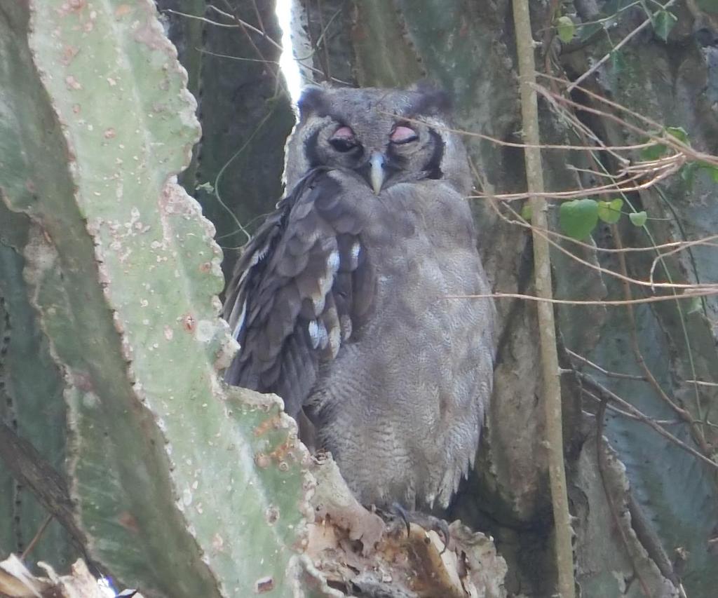 Figure 4. Verreaux's Eagle-Owl (Bubo lacteus) at Queen Elizabeth national park. Bwindi Impenetrable Forest National Park.