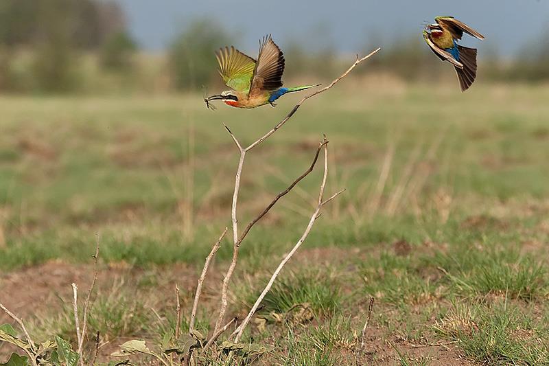 3 I had been studying these bee-eaters for a number of days, and I noticed that before they carried their insects to their young, they first landed on a nearby perch; surveyed the surroundings and