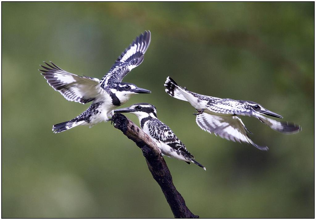 7 In a different location, but again involving pied kingfishers, I noticed that three birds were hunting from a perch that could only adequately house two, and I