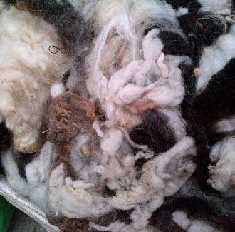 Scoured, dried fleece After scouring, we spin and then tumble dry the fleeces. This leaves them slightly clotted together but not felted.