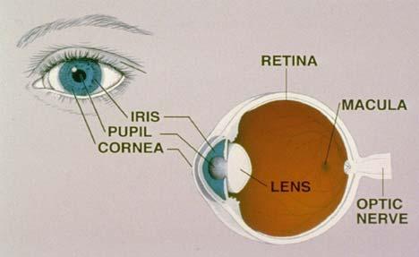 2. Eye physiology The retina is a light-sensitive membrane at the back of the eye. The retina contains millions of very tiny light photoreceptors.