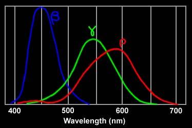 Fig. 3. Rods & Cones sensitivity curves. 3)b) Cones sensitivity curves (R, G, B) 3)a) Rods and cones sensitivity curves 3)c) Wavelength scale. Fig. 3. Sensitivity curves: a) depending on the ambient condition (dark surrounding or not); b) Cones sensitivity curves for red, green and blue cones.
