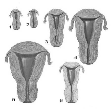 ulte anomalii pot surveni în urma unor erori de Hipoplazia uterului are ca rezultat dezvoltarea uteru a ducturilor poate duce la formarea uterului dublu cu vagin solitar sau dublu. Rezultatele Fig.3.