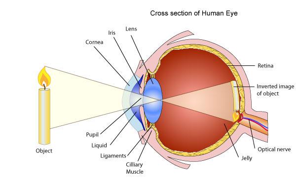 The human eye is a visual system that collects light and forms an image on