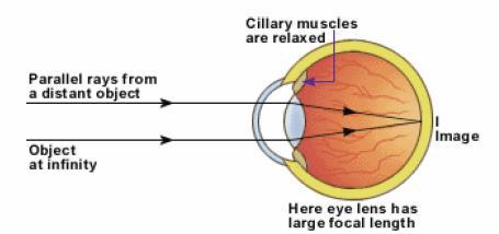 convex lens. The light rays are focused on a screen called the retina. Retina has optically sensitive tissues (rods and cones) which gives us the sense of sight (and color).