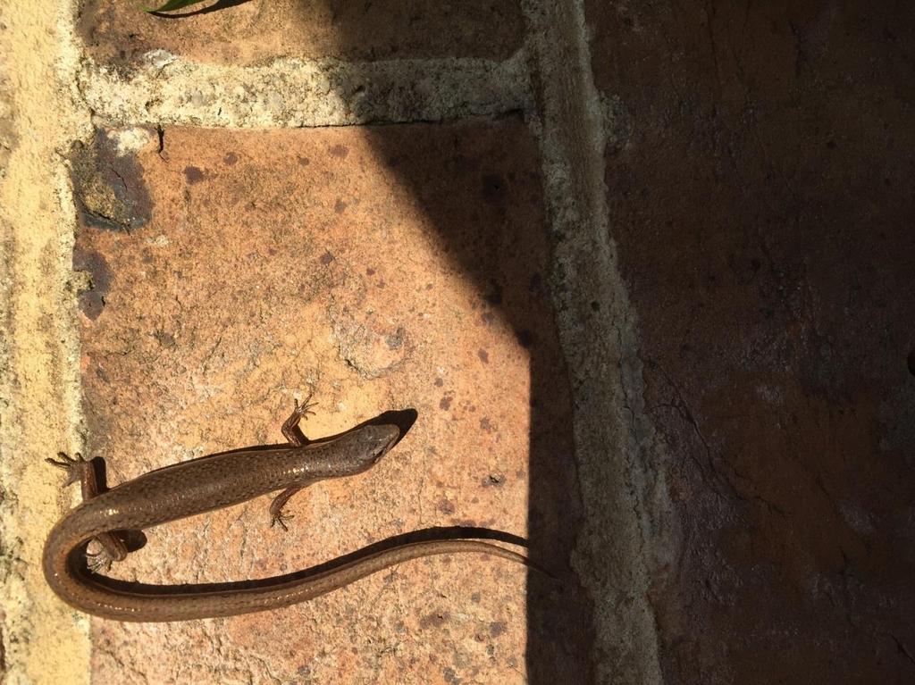 Primary School - Highly Commended Skink in Sunshine by Olive Love Olive has captured an interesting image of light and shadows.