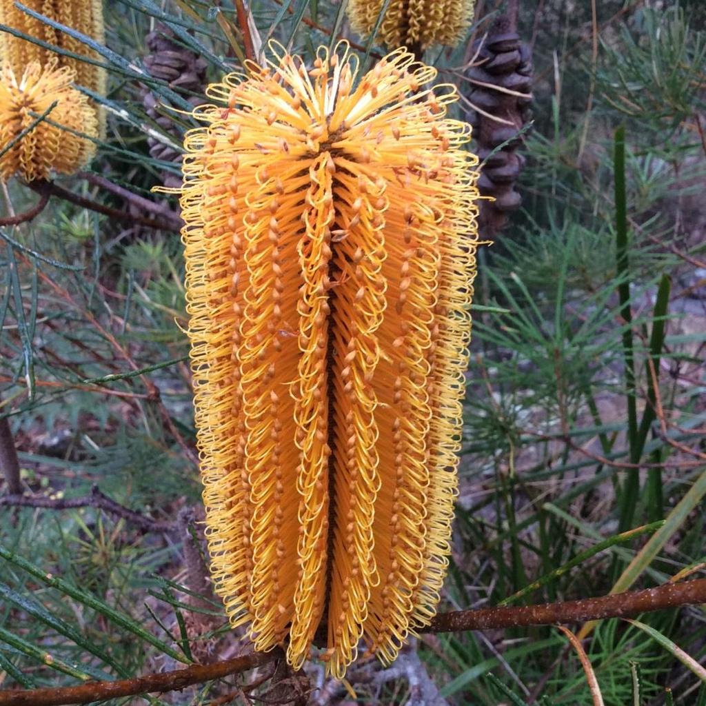Primary School - Highly Commended Banksia by Tamika Spokes A lovely shot by Tamika showing one of Australia s iconic flowers Banksia spinulosa.