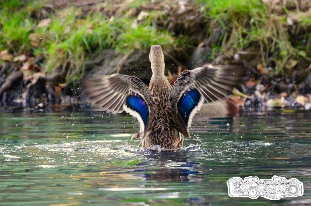High School 2 nd Place - Wings by Ben Mitchell Ben has captured a wonderful image of a common bird species the Pacific Black Duck, I have a fondness for these little characters as they bring nature