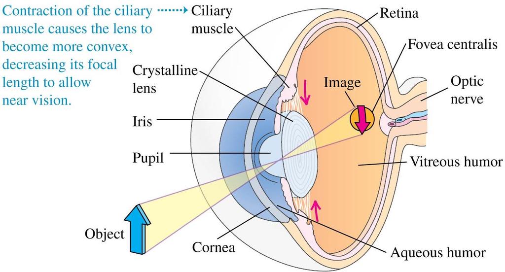 The eye The optical behavior of the eye is